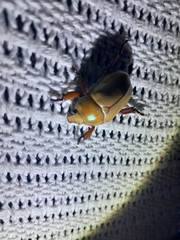 Anoplognathus montanus