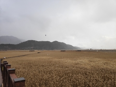 Phragmites australis