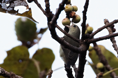 Dicaeum erythrorhynchos