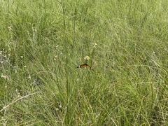 Danaus chrysippus orientis