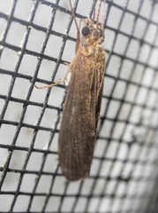 Annulipalpia