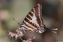 Graphium nomius