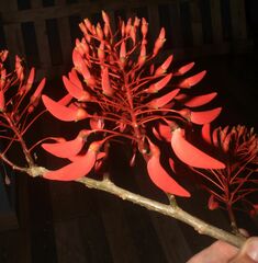 Erythrina ulei