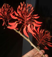 Erythrina ulei