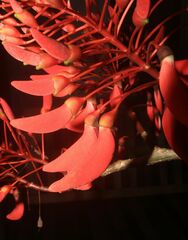 Erythrina ulei