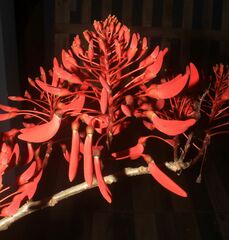 Erythrina ulei