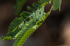 Polyura bharata