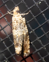 Olethreutes fasciatana