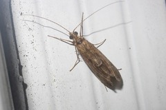 Annulipalpia