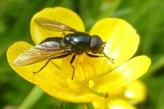 Cheilosia albitarsis