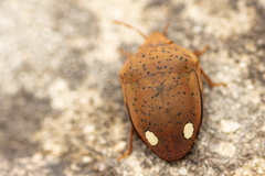 Solenosthedium bilunatum