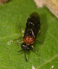 Eutomostethus ephippium