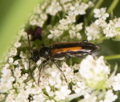 Strangalepta abbreviata