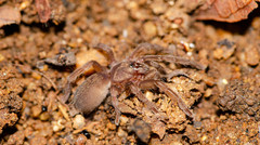 Chilobrachys