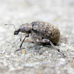 Liophloeus tessulatus