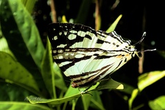 Dodona deodata