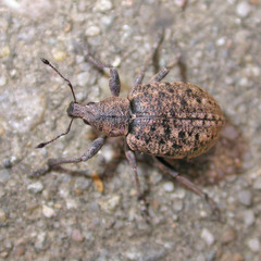 Liophloeus tessulatus