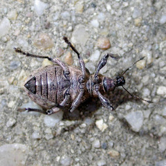 Liophloeus tessulatus