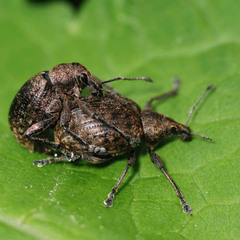 Liophloeus tessulatus