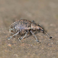 Liophloeus tessulatus