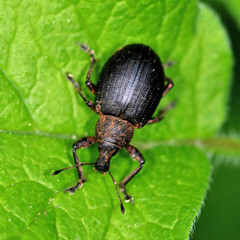 Liophloeus tessulatus