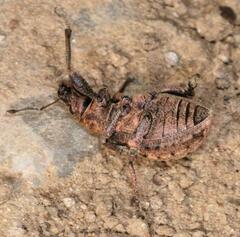 Liophloeus tessulatus