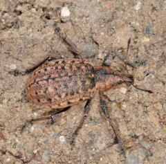 Liophloeus tessulatus