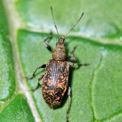 Phyllobius glaucus