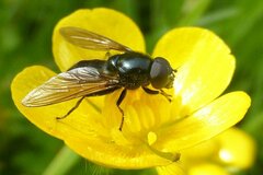 Cheilosia albitarsis