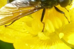 Cheilosia albitarsis