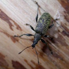 Phyllobius pomaceus