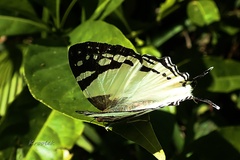 Dodona deodata
