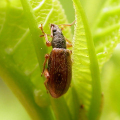 Phyllobius oblongus