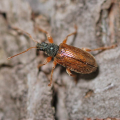 Phyllobius oblongus