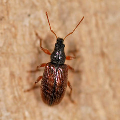 Phyllobius oblongus