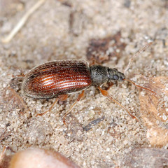 Phyllobius oblongus