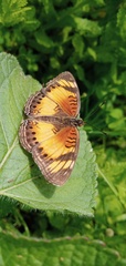 Junonia sophia