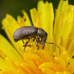 Phyllobius pyri