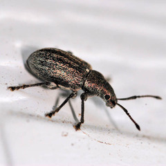 Phyllobius pyri