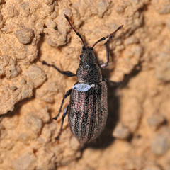 Phyllobius pyri