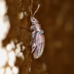 Phyllobius pyri