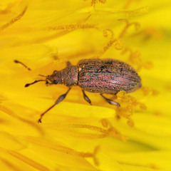 Phyllobius pyri