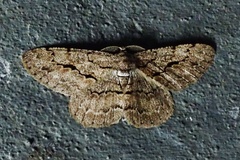 Hypomecis transcissa