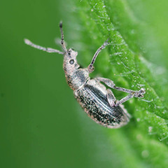 Phyllobius pyri