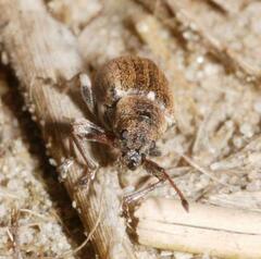 Phyllobius vespertinus