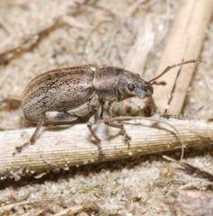 Phyllobius vespertinus