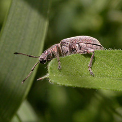 Phyllobius