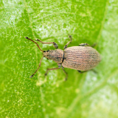 Phyllobius virideaeris