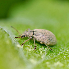Phyllobius virideaeris