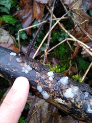 Myxarium nucleatum